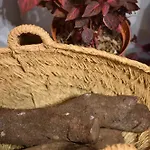 Galiana
