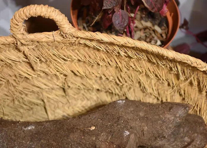 Galiana By Florentia Homes